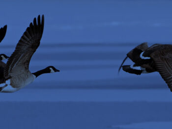 vWorkspace_Geese_bl oies migratrices